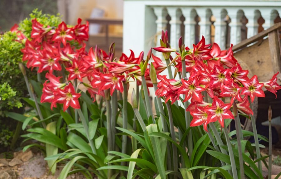 Our Five Best Gardening Practises for Amaryllis Bulbs