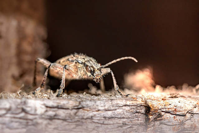 Major risks of pests that homeowners must know!